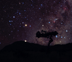 Shepherd's tree - Copyright Sebastian Voltmer