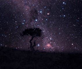 Shepherd's tree - Copyright Sebastian Voltmer