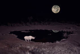 Copyright Sebastian Voltmer